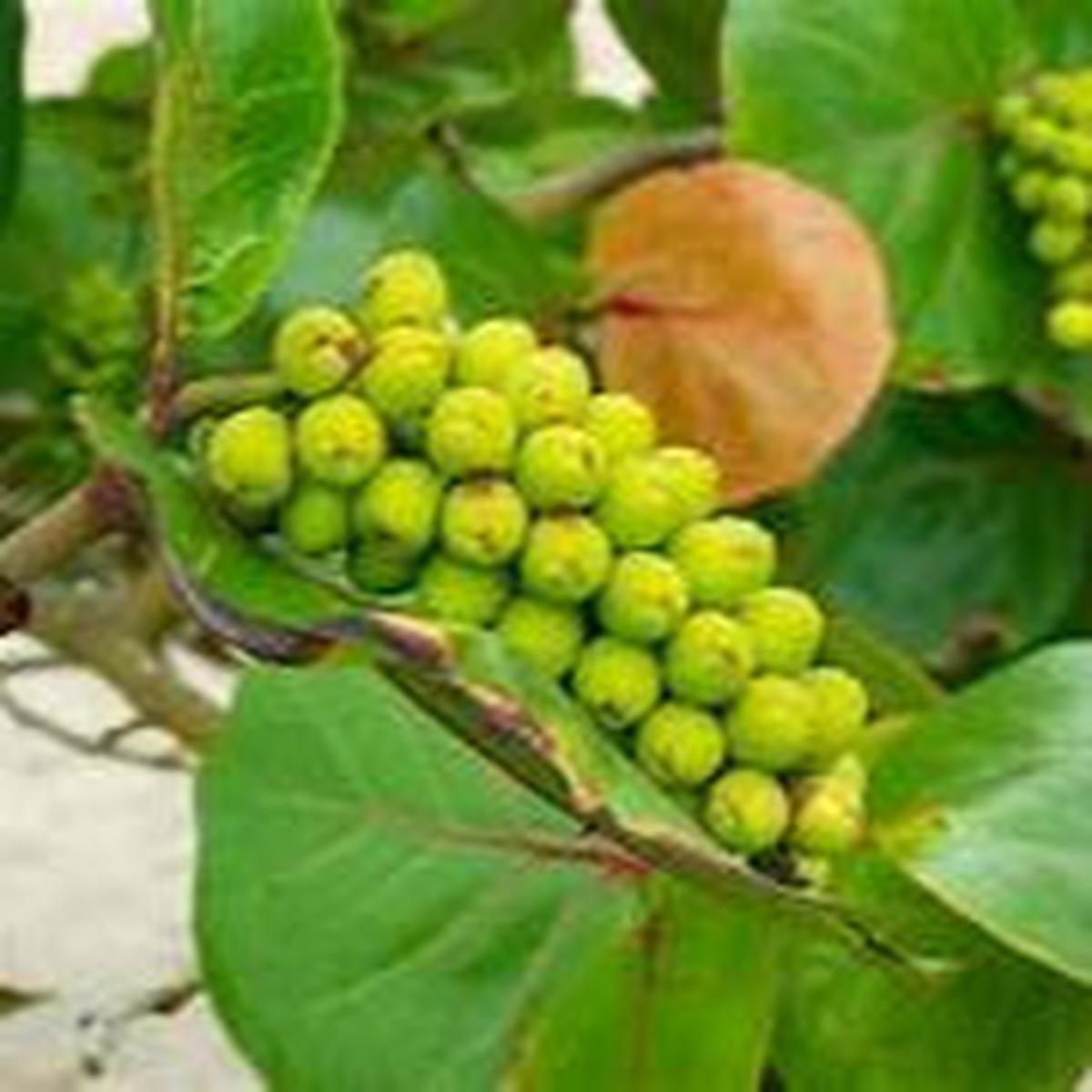 Seagrapes fruit seeds for planting Heirloom & Non-GMO garden seeds, ideal for coastal and lush gardens