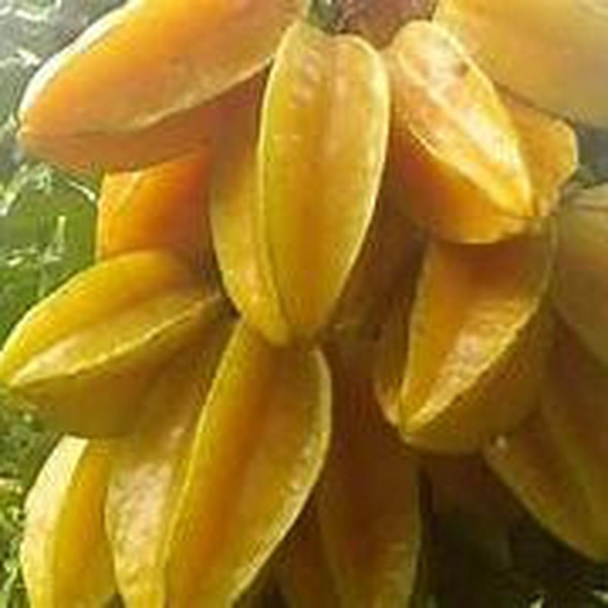 Tropical Star fruit seeds for planting  Heirloom & Non-GMO garden seeds, sweet tangy tropical tree variety