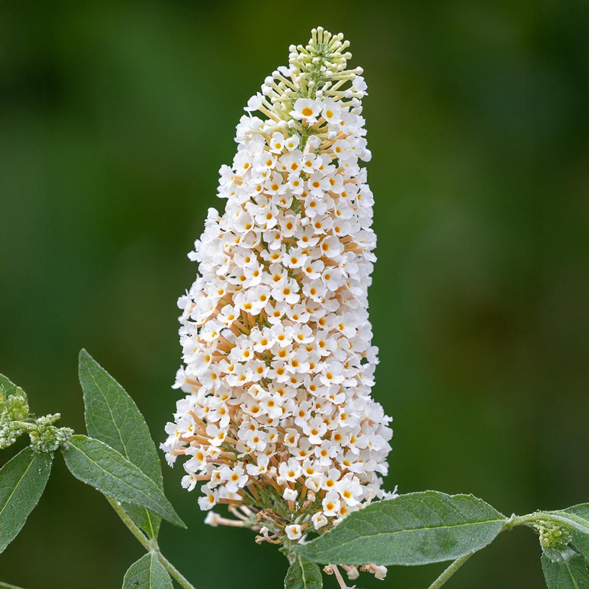 White Buddleia Flower Seeds for Planting Heirloom, Non-GMO, Drought Tolerant High Germination Seeds