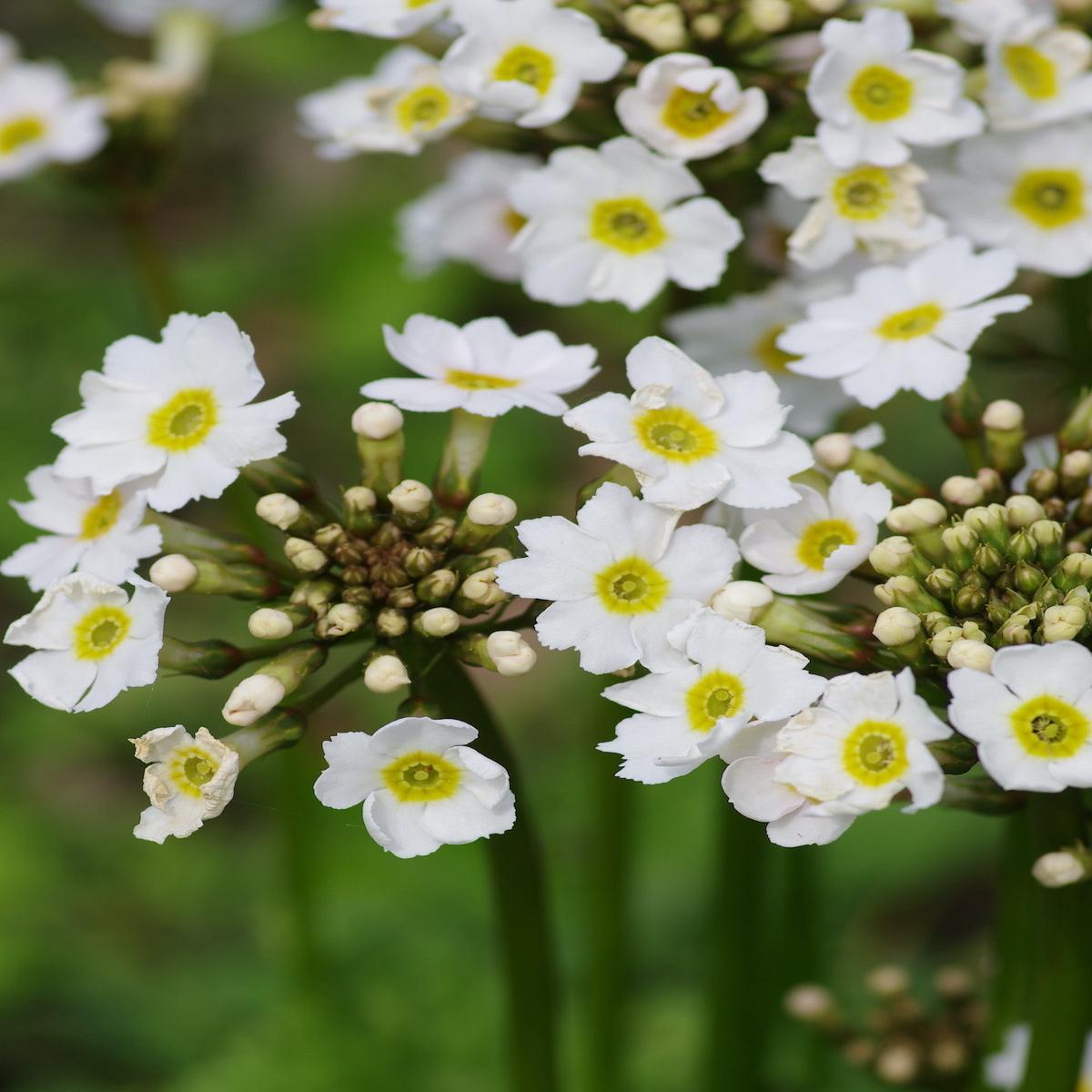 White Primula Flower Seeds for Planting Heirloom Non-GMO High Germination Organic Garden Seeds