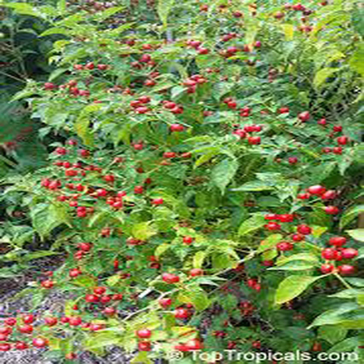 Wiri Wiri Pepper Seeds for Planting  Heirloom Non-GMO Spicy Guyanese Chili Vegetable Seeds with High Germination