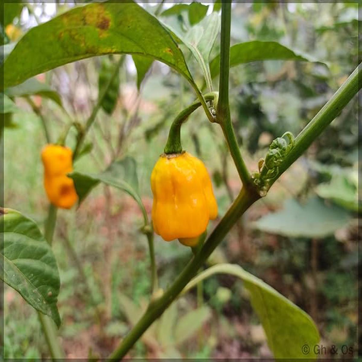 Yellow Ghost Pepper Seeds for Planting  Heirloom Non-GMO Spicy Chili Vegetable Seeds with High Germination