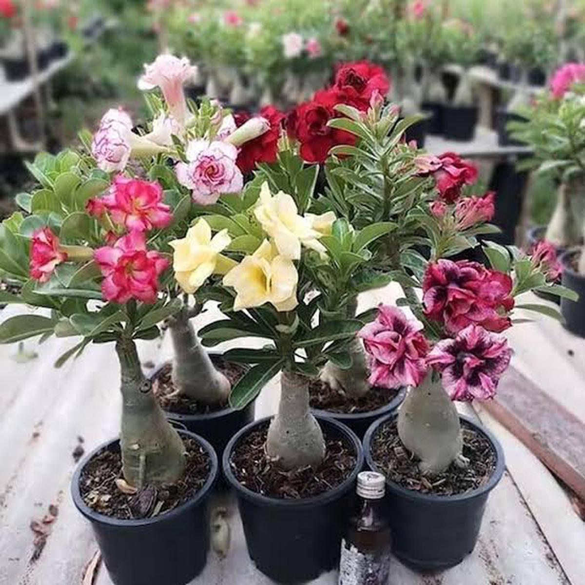 Adenium Flower Seeds for Planting Heirloom Non-GMO, High Germination Organic Garden Seeds