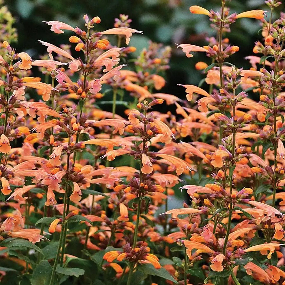 Agastache Arizona Sunset Flower Seeds  Heirloom, Non-GMO, High Germination Organic Garden Seeds