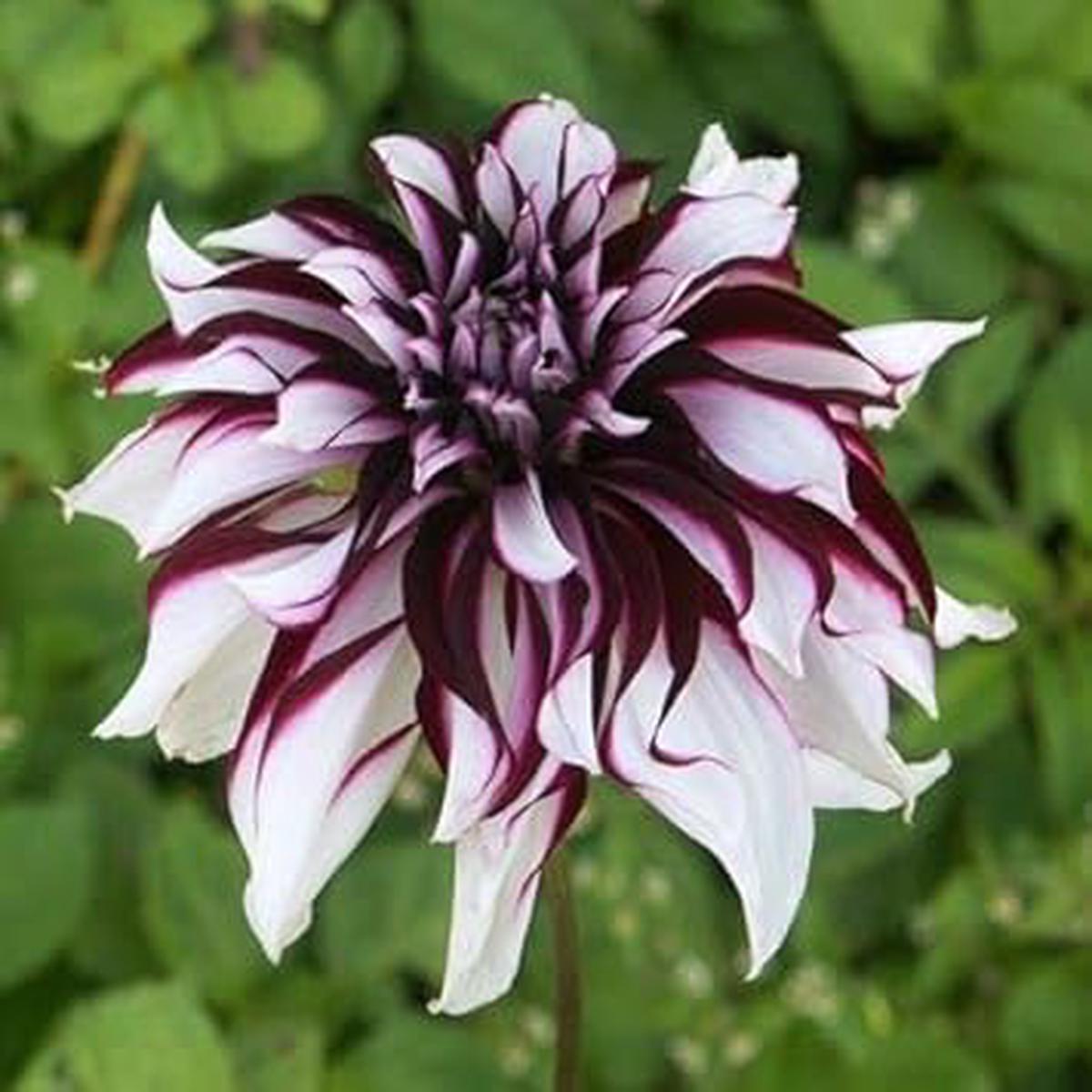 Blue Geranium Pelargonium Flower Seeds Heirloom, Non-GMO, Cut Flower Favorite Seeds