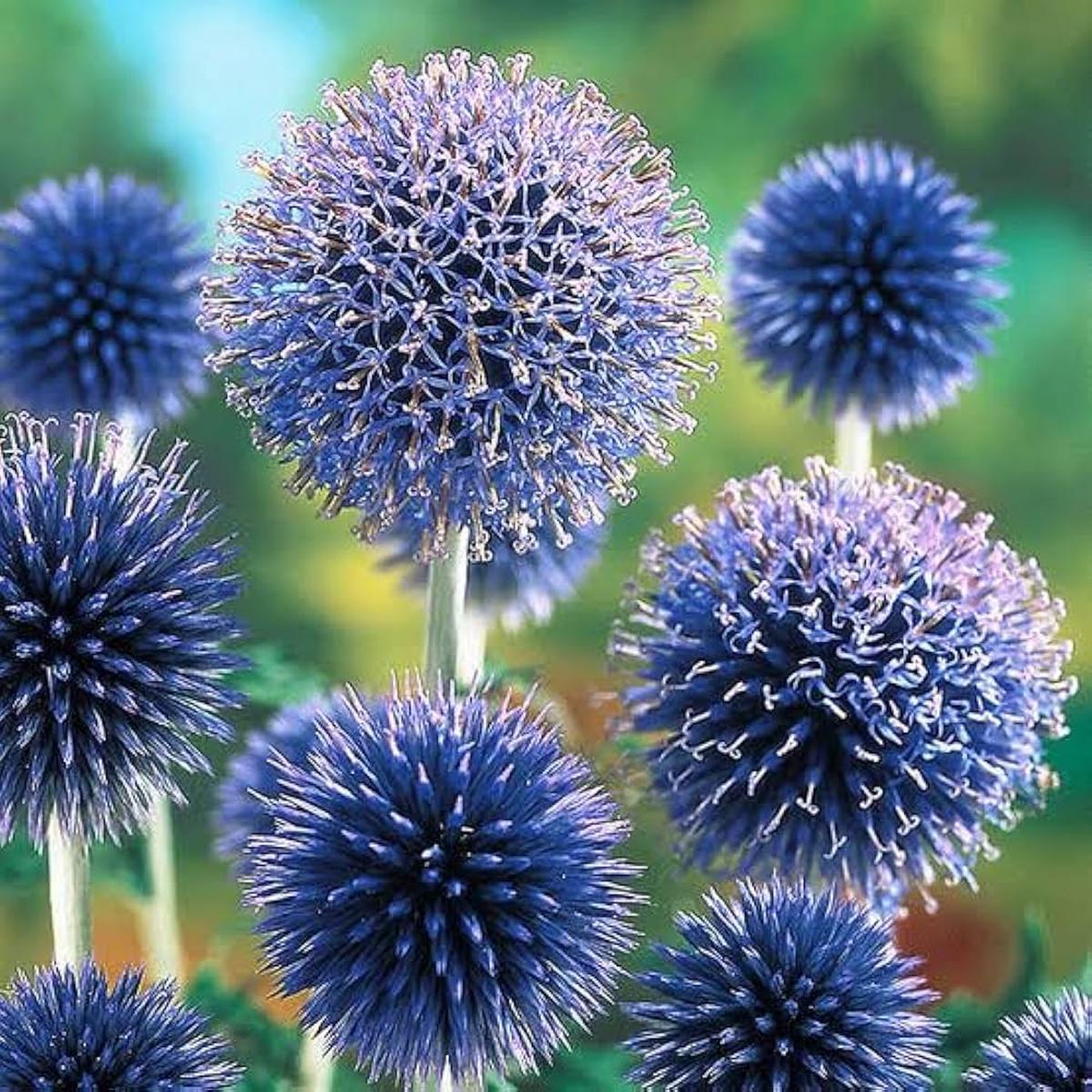 Blue Ritro Flower seeds for Planting - Seasonal Bloomer, Heirloom & GMO Free Seeds for Home Garden