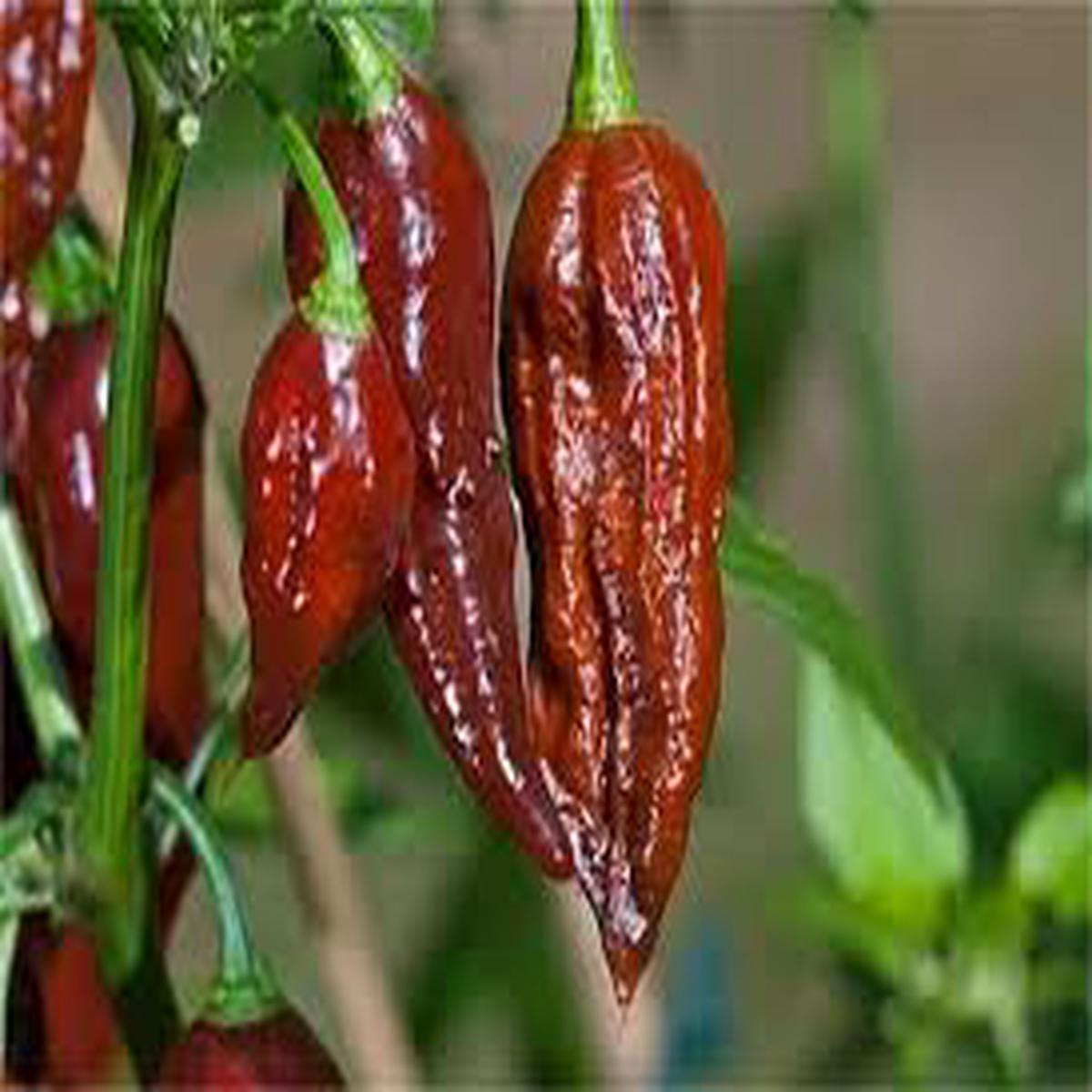 Brown Bhut Jolokia Vegetable Seeds for Planting Heirloom & Non-GMO Garden Seeds