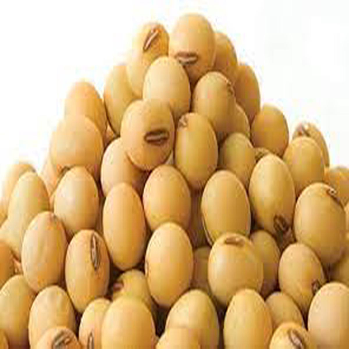 Brown Edible Soybean Seeds for Planting  Heirloom, Non-GMO, High Germination