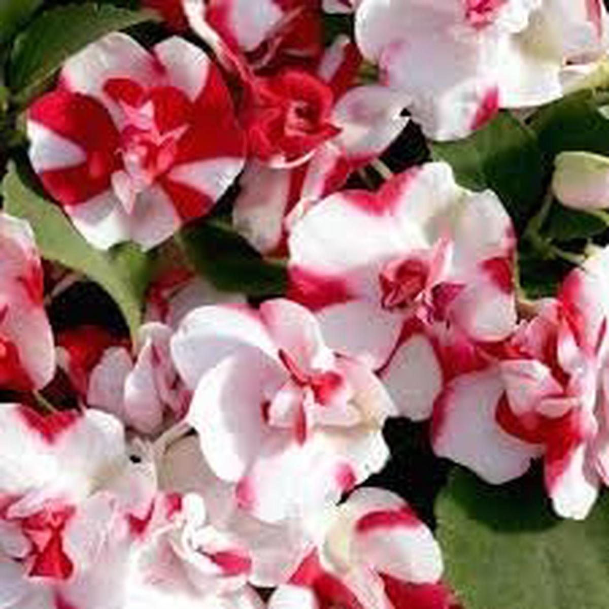 Camellia Impatiens Flower Seeds for Planting Non-GMO Shade-Loving Blooms for Containers and Borders