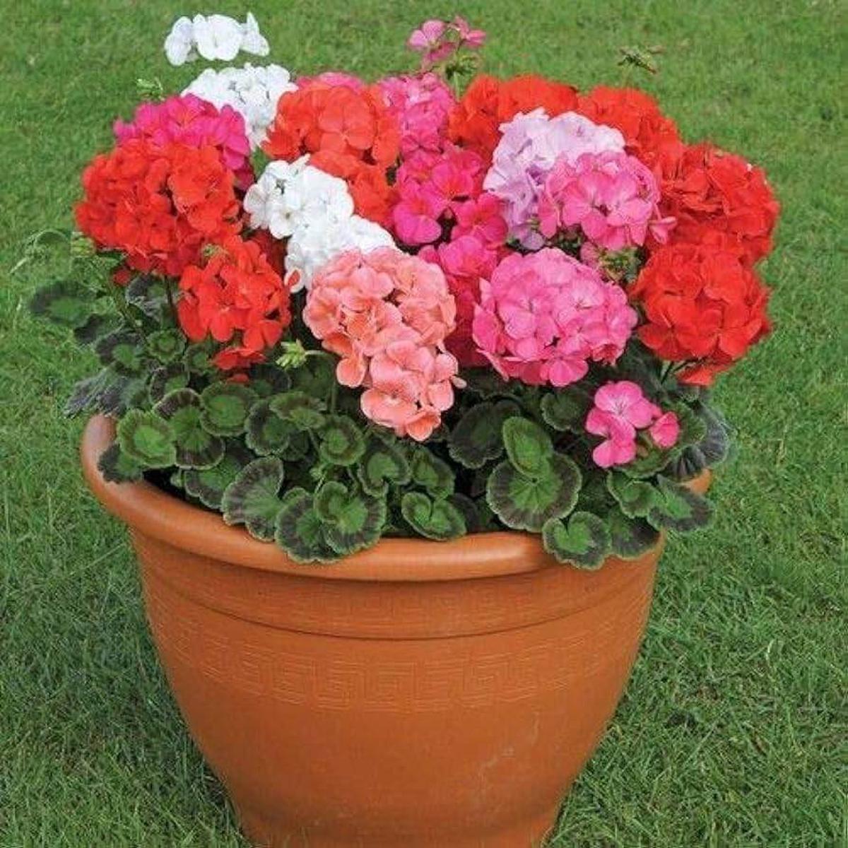 Green Mix Geranium Pelargonium Flower Seeds for Planting Heirloom Non-GMO High Germination Seeds