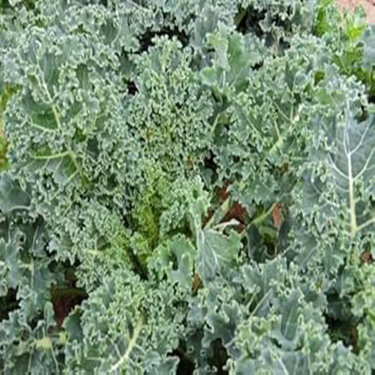Kale Curled Seeds for Planting Heirloom, High-Yield, Cold-Hardy Vegetable Seeds