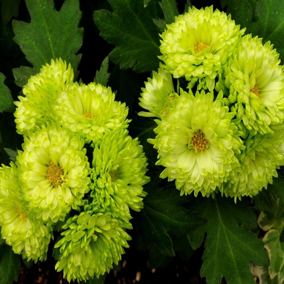 Light Green China Aster Flower Seeds for Planting Heirloom, Non-GMO, High Germination Seeds