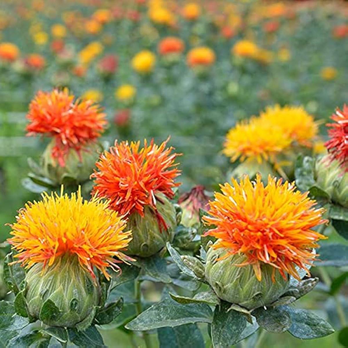 Mixed Carthamus Flower Seeds for Planting  Vibrant Safflower Varieties for Garden & Landscaping