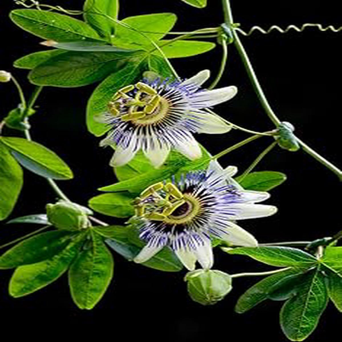 Passiflora Flower Seeds for Planting Premium Quality, Heirloom, Non-GMO, High Germination