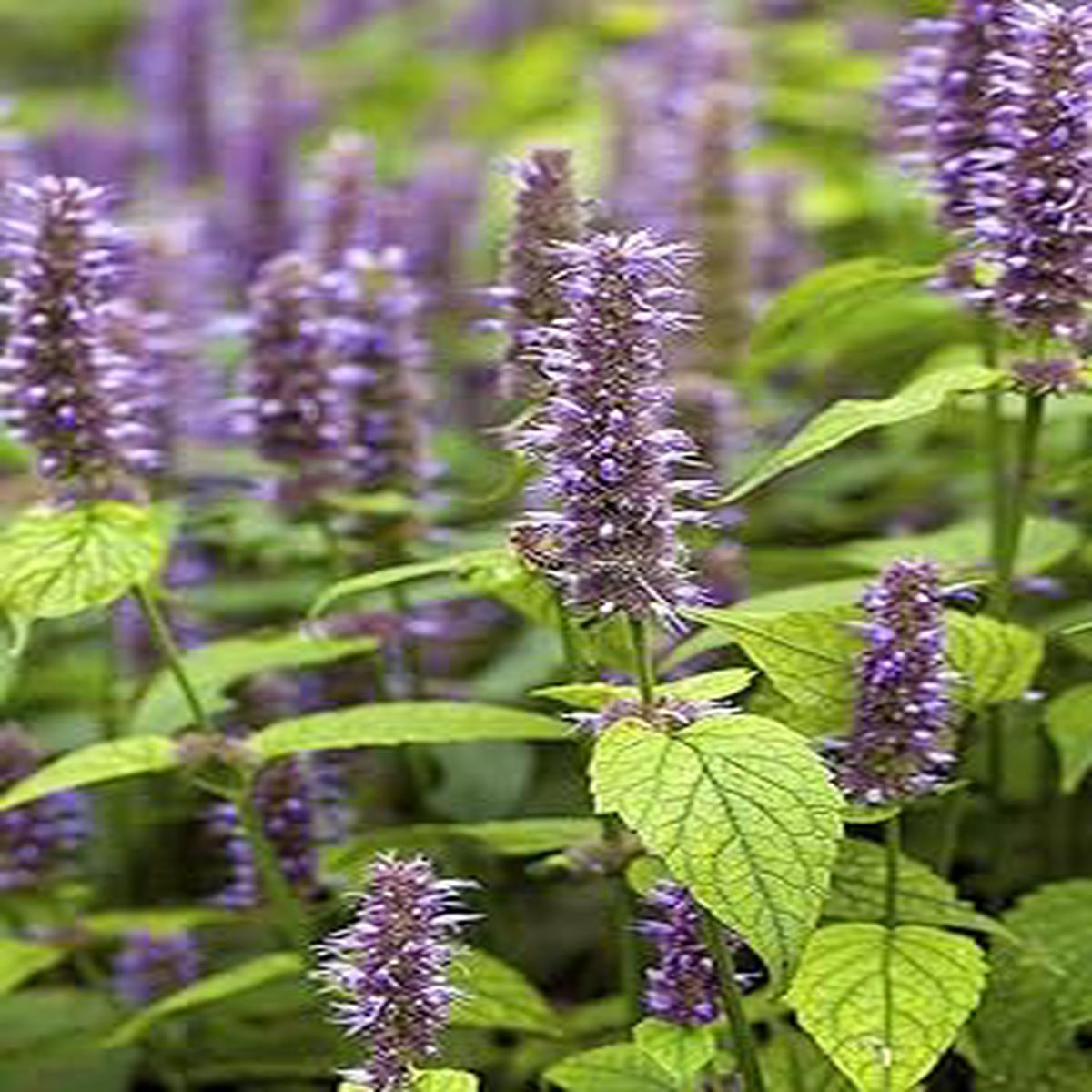 Purple Hyssop Herb Seeds for Planting Heirloom, Non-GMO, Organic Garden Seeds with High Germination