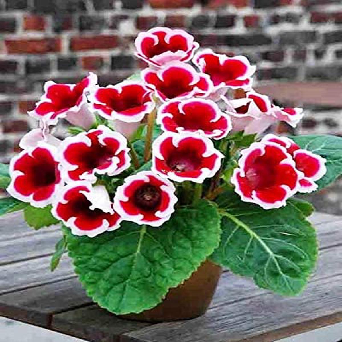 Red & White Gloxinia Seeds - Heirloom, Non-GMO, High Germination, Vibrant Blooms