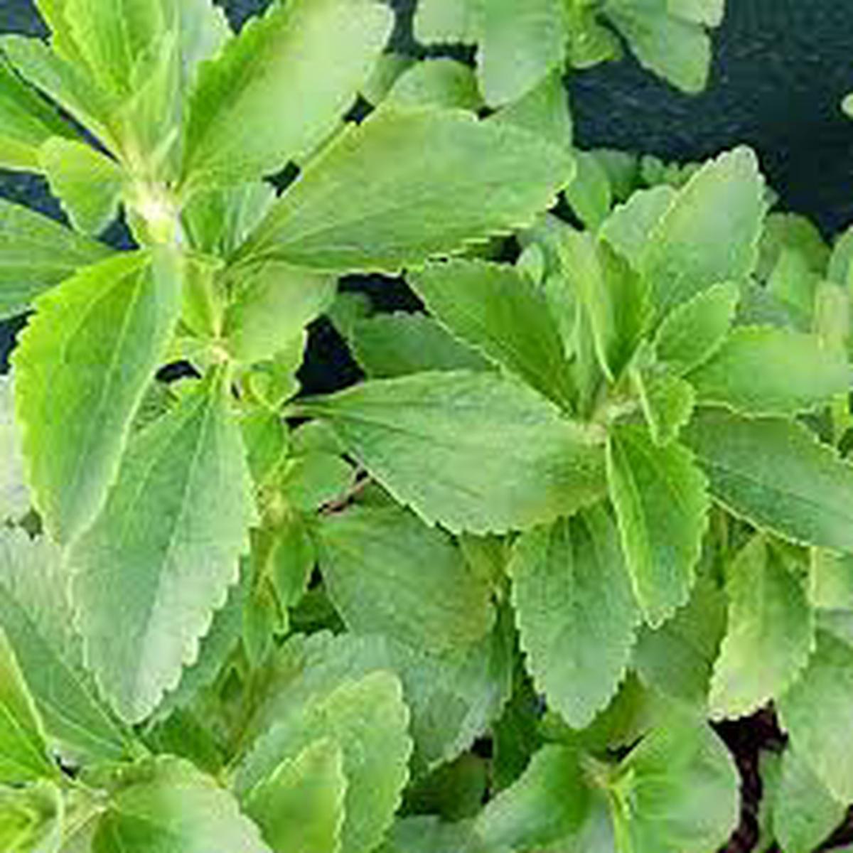 Stevia Herb seeds for planting  Heirloom & Non-GMO Garden seeds
