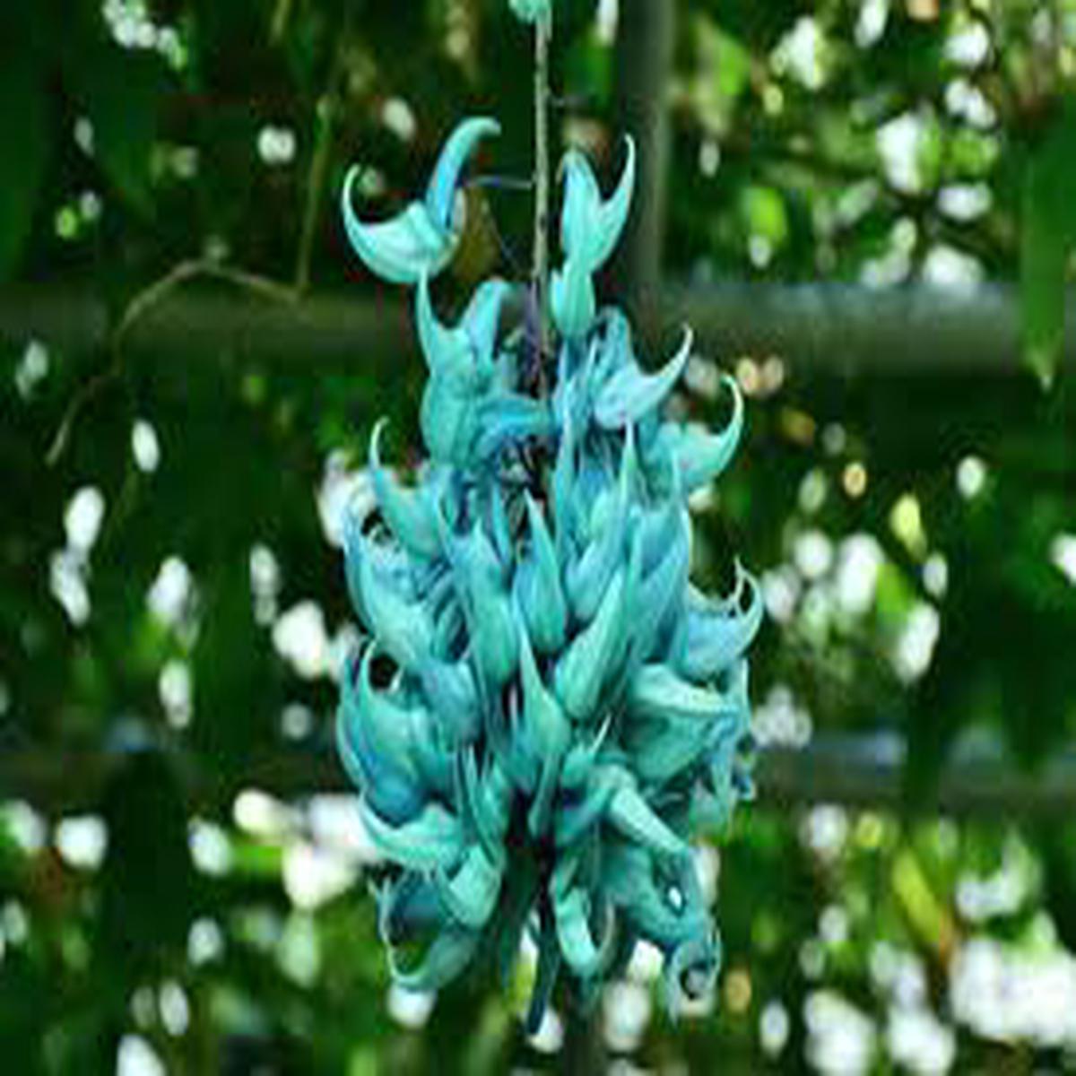 Strongylodon Flower Seeds for Planting Vibrant Colors, Heirloom, Non-GMO, High Germination, 100pcs