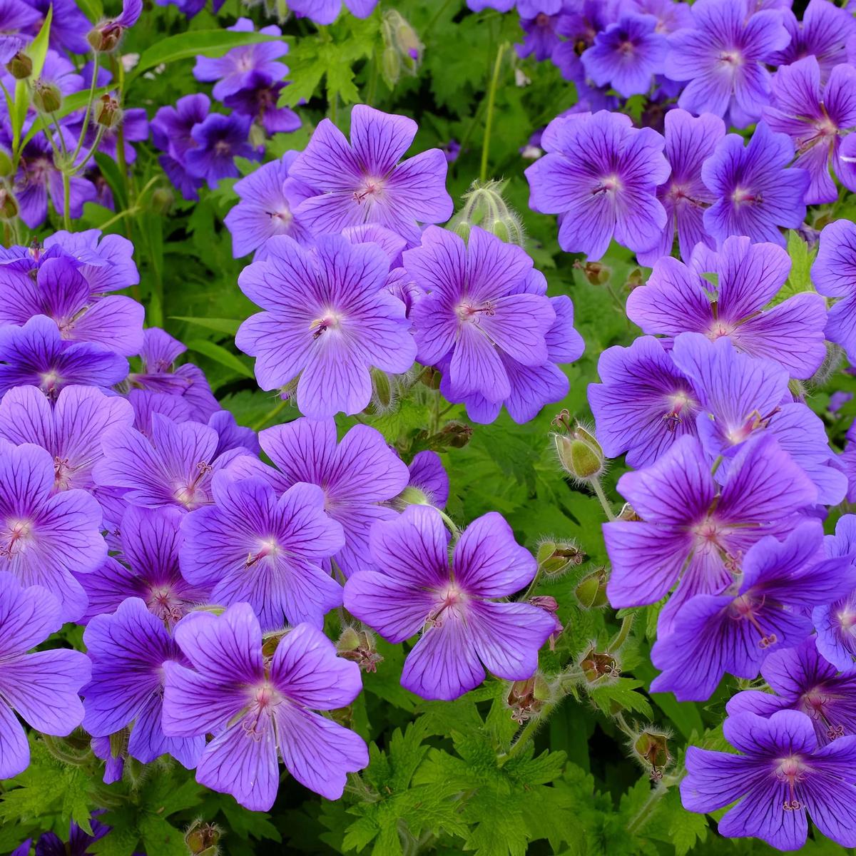 Violet Geranium Pelargonium Flower Seeds for Planting Heirloom, Non-GMO, High Germination Organic Garden Seeds