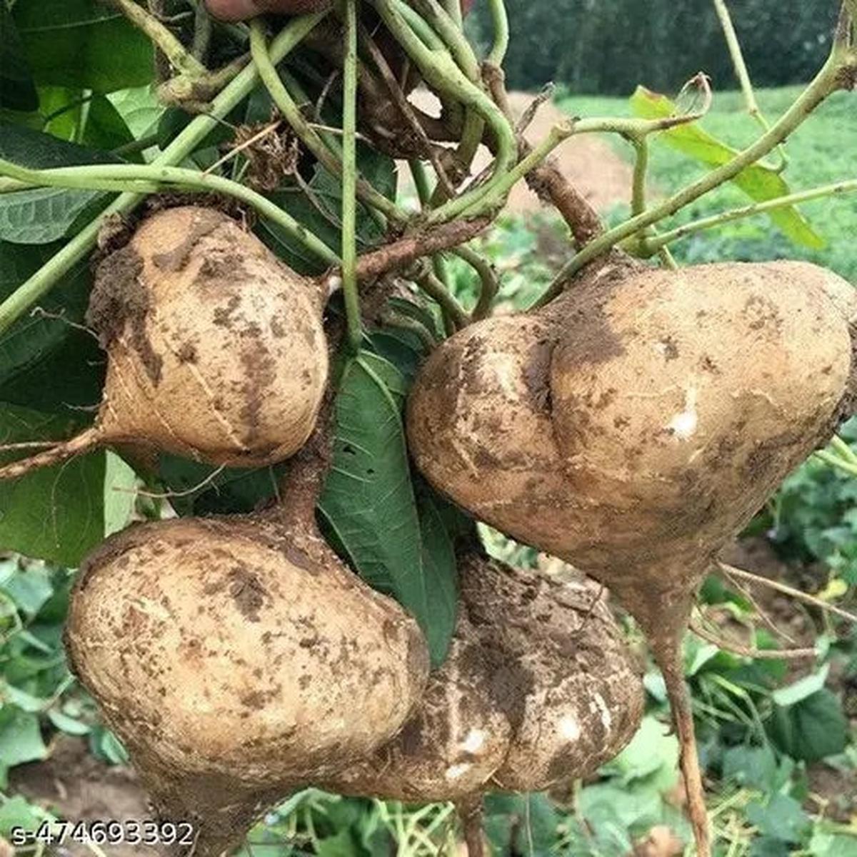 Yam Seeds  Heirloom Non-GMO Nutritious Root Vegetable Seeds for Planting, Organic Garden Seeds, High Germination