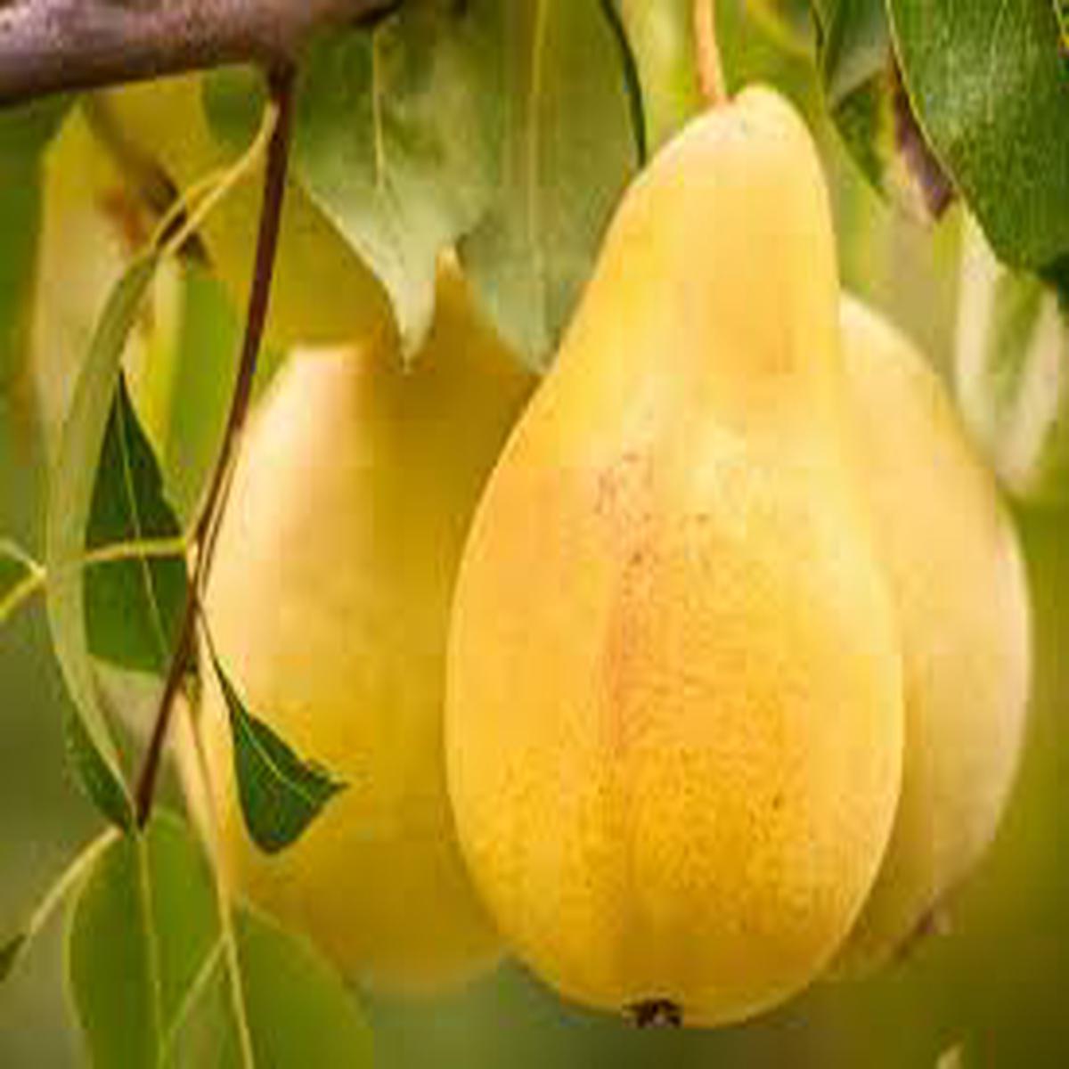 Yellow Bartlett Pear fruit seeds for planting - Heirloom & Non-GMO garden seeds for sweet orchard trees