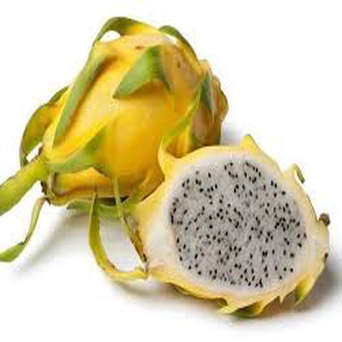 Yellow Dragon Fruit seeds for planting - Heirloom & Non-GMO garden seeds for tropical nutritious harvests