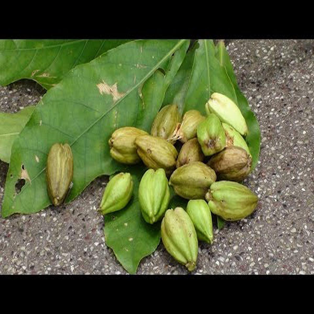 Acutangula Seeds for Planting  Heirloom Non-GMO Ridge Gourd Vegetable  Organic Garden Seeds, High Germination