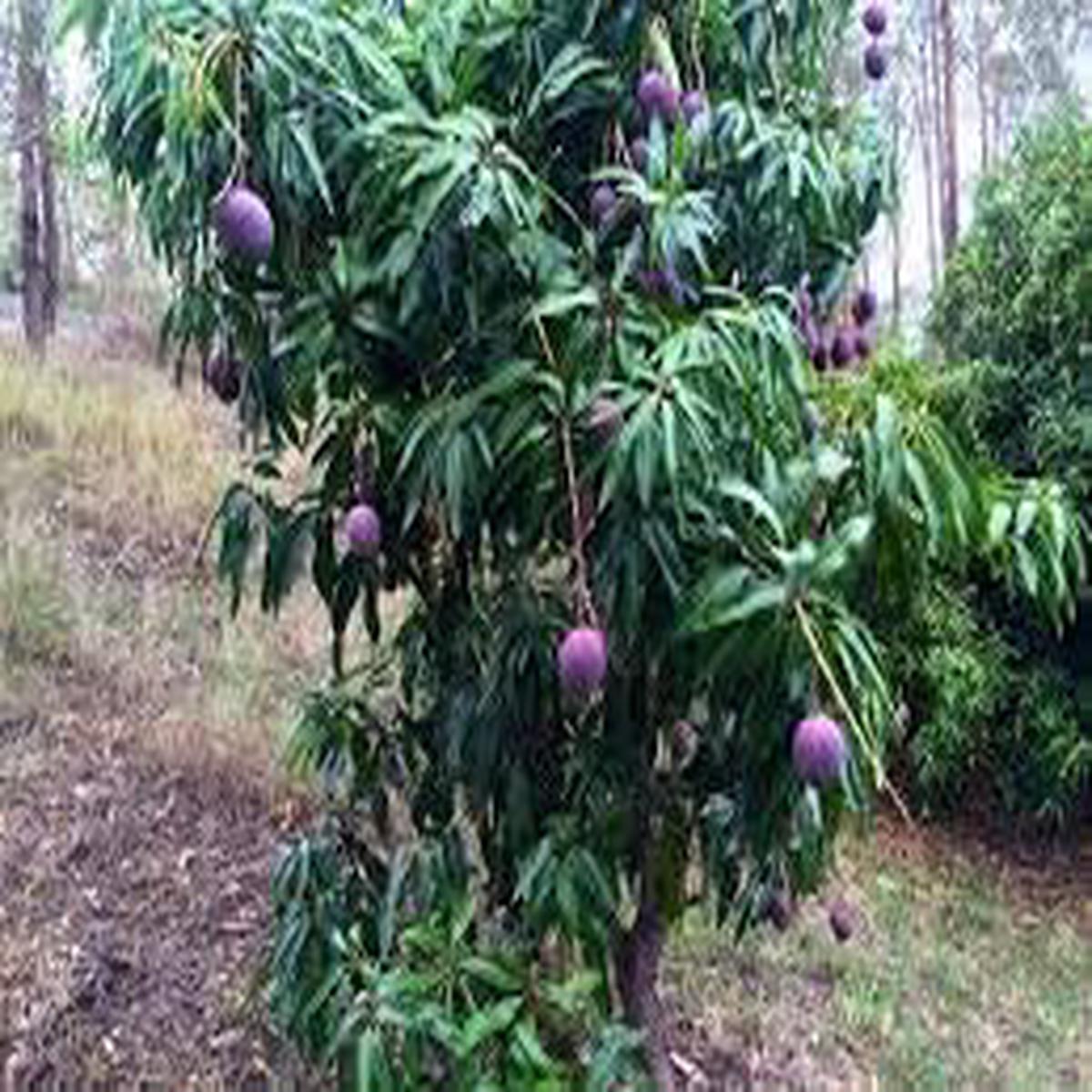 Annona Reticulata Fruit Seeds for Planting  Heirloom, Non-GMO Creamy Tropical Garden Fruit Seeds