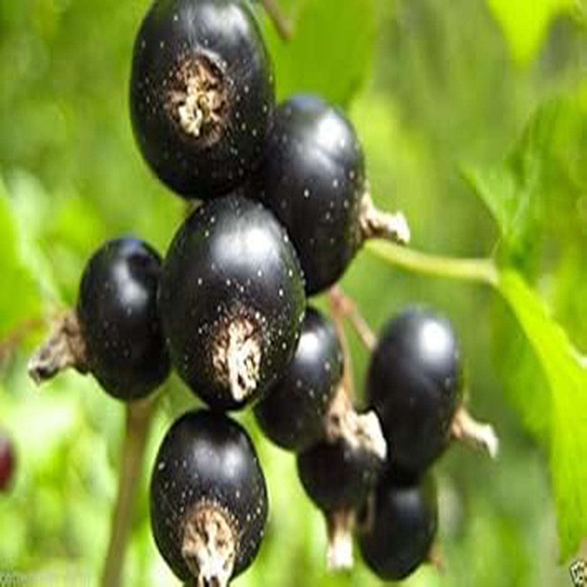 Black Gooseberry Fruit Seeds for Planting  Heirloom & Non-GMO Garden seeds, tart berries ideal for desserts