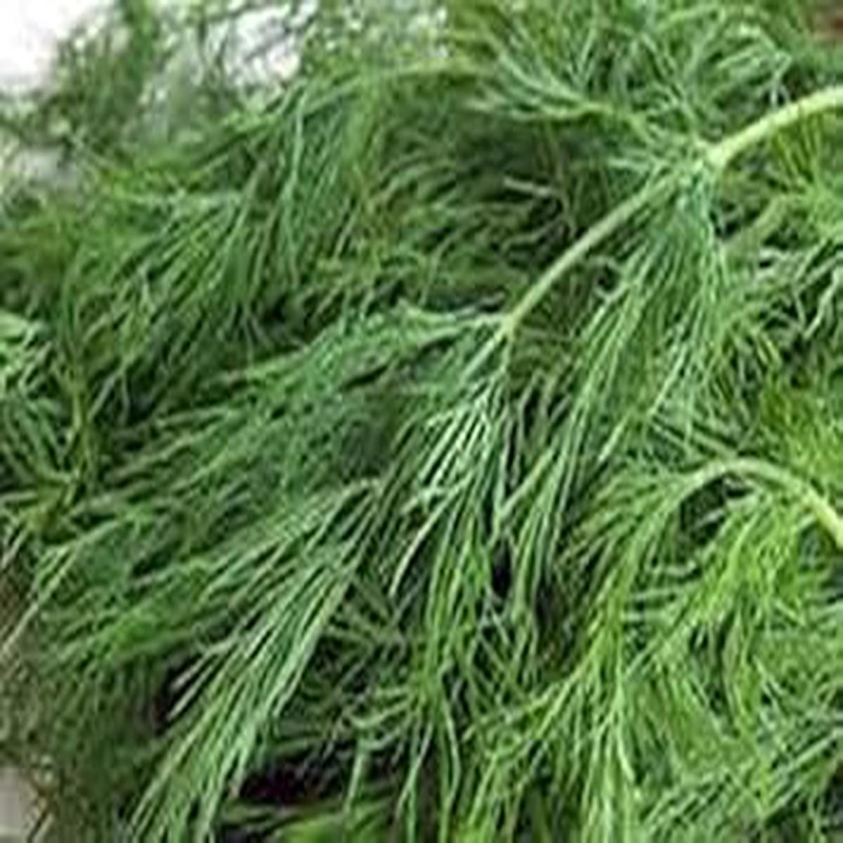Brown Dill Grain Herb Seeds for Planting  Heirloom, Non-GMO, Organic Garden Seeds with High Germination