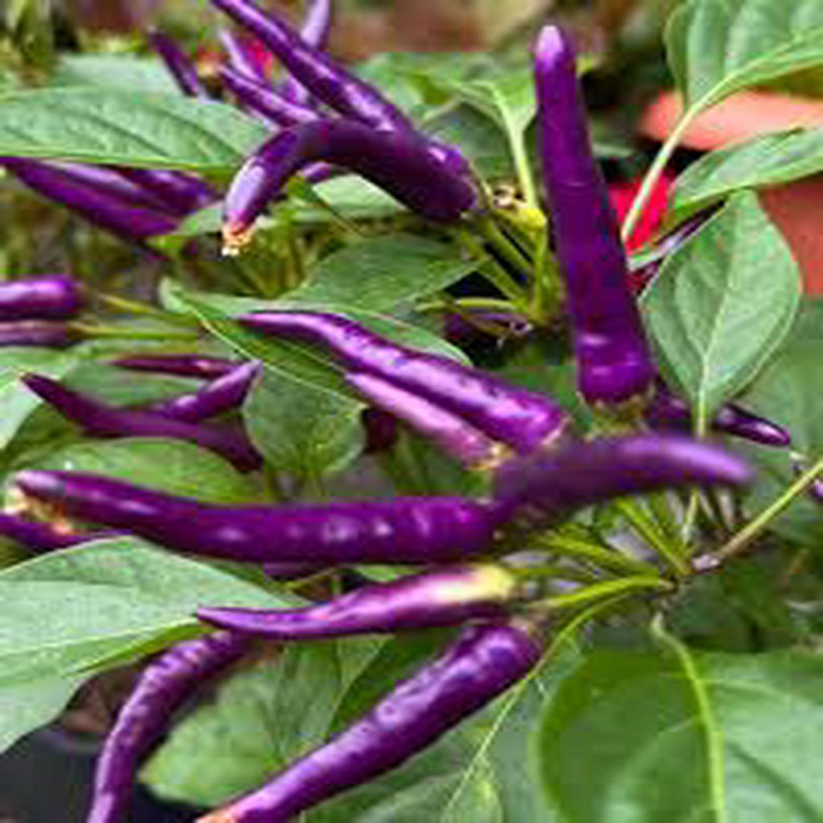 Buena Mulata Hot Pepper Seeds for Planting  Heirloom, Non-GMO, Purple Spicy Organic Garden Seeds  High Germination