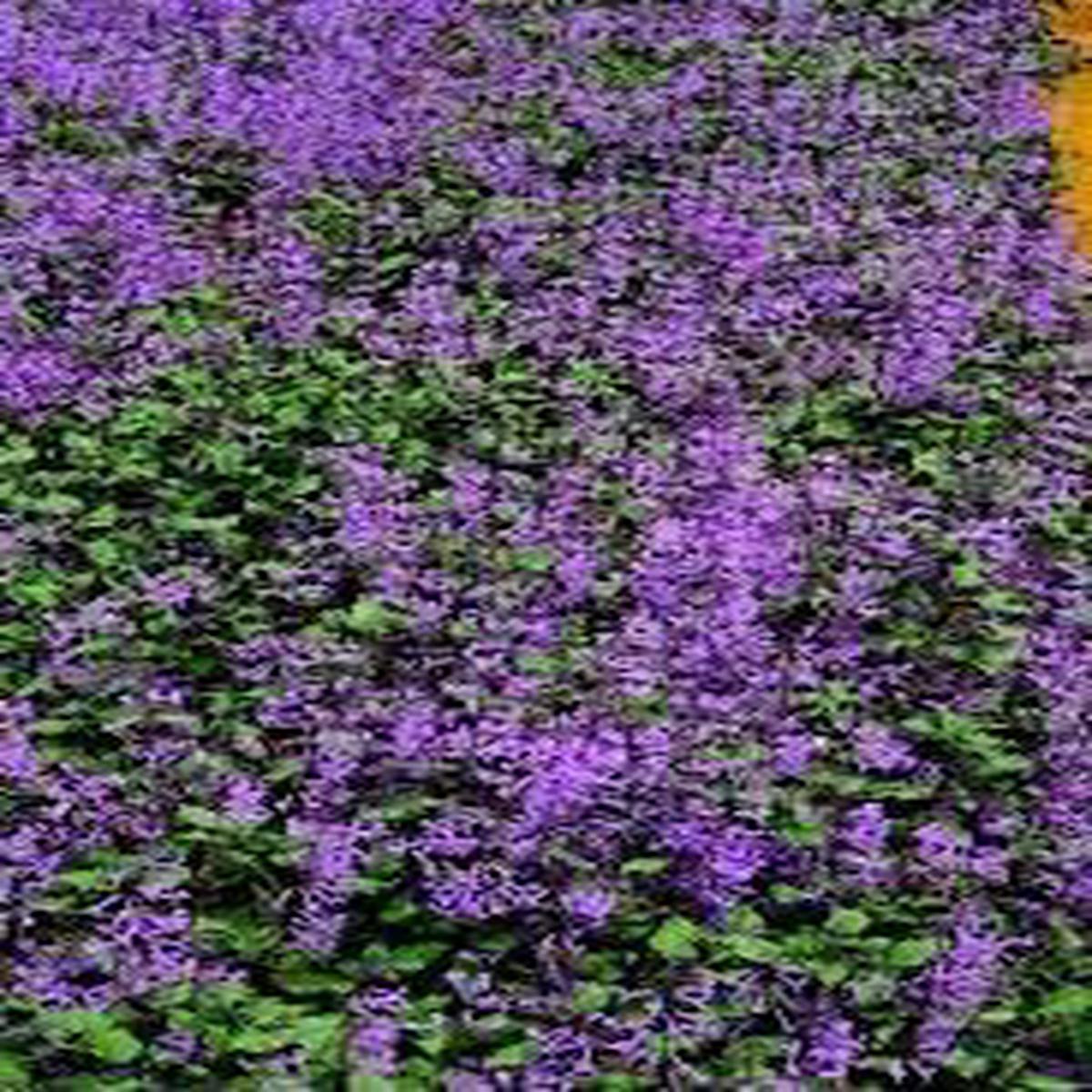 Catnip Catmint Flower Seeds for Planting Vibrant Colors, Heirloom, Non-GMO, High Germination