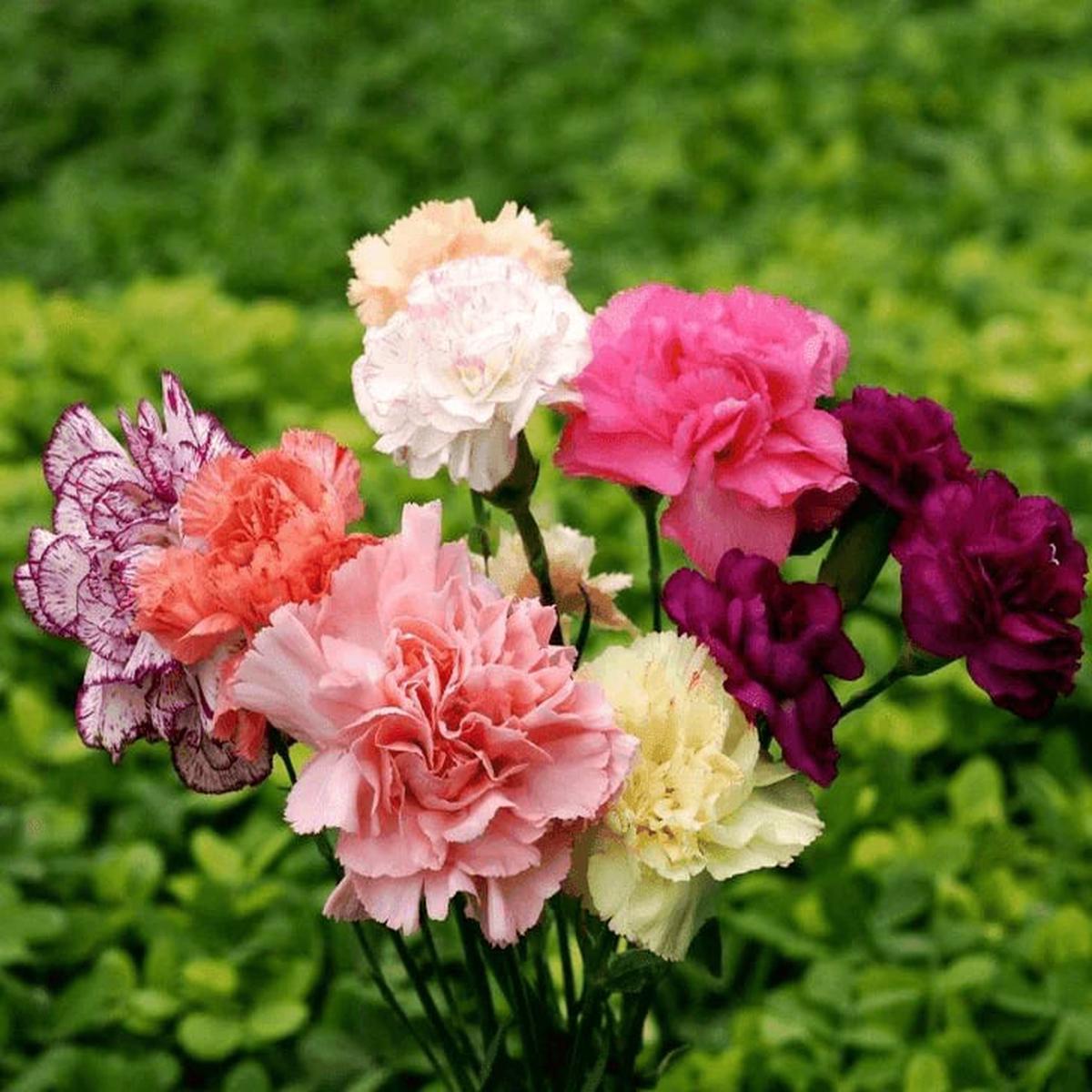 Dianthus Carnation Flower Seeds for Planting Heirloom Non-GMO, High Germination Organic Garden Seeds