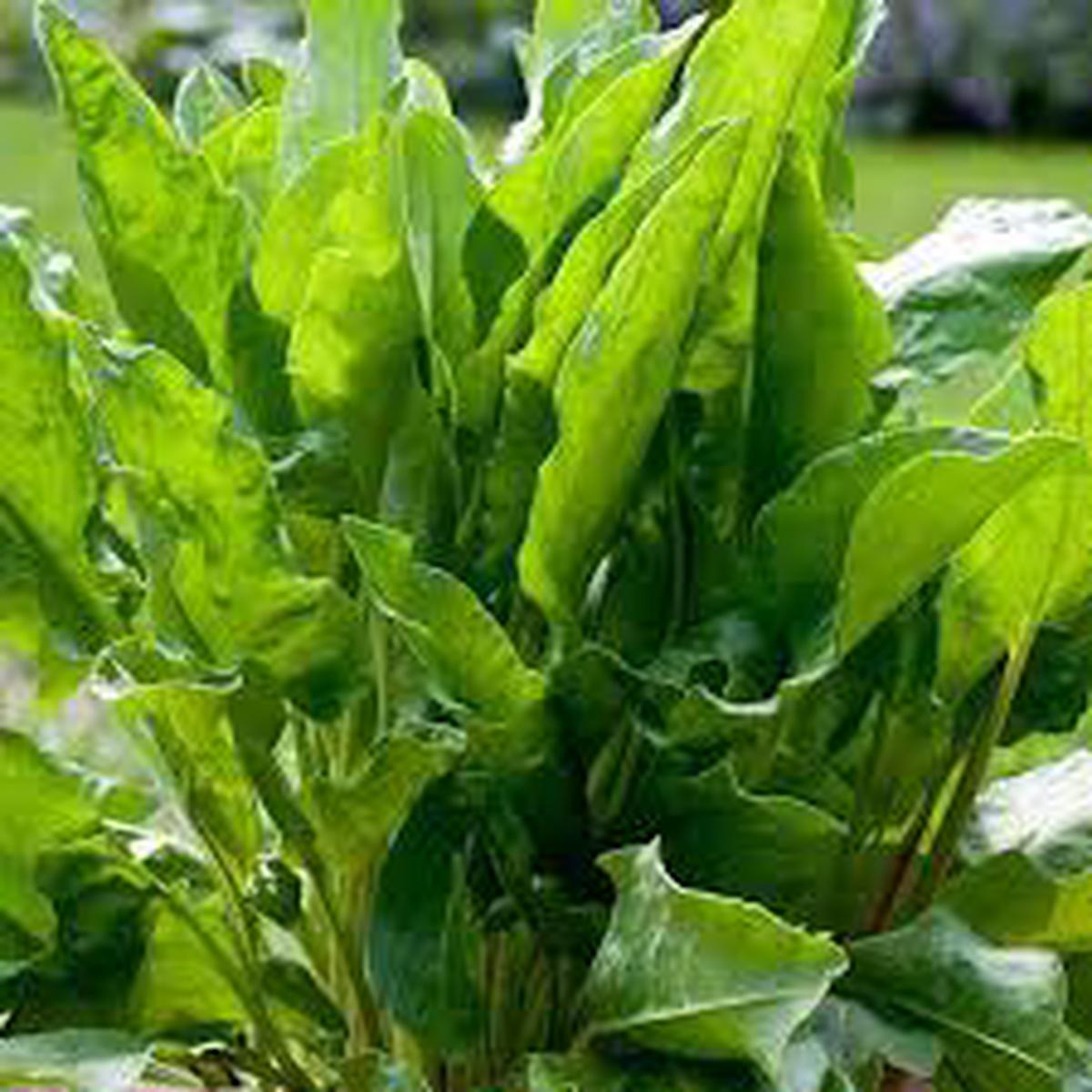 French Sorrel Herb Seeds for Planting  Heirloom, Non-GMO, Organic Garden Seeds with High Germination
