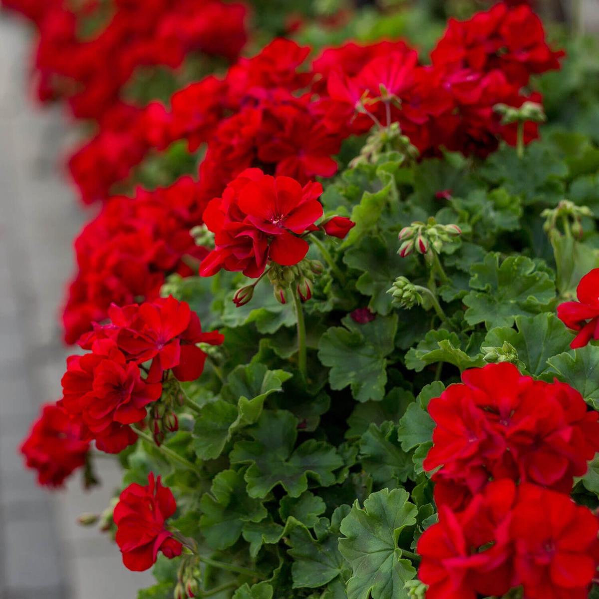 Hanging Flower Seeds for Planting Compact Growth, Heirloom, Non-GMO & High Germination Seeds
