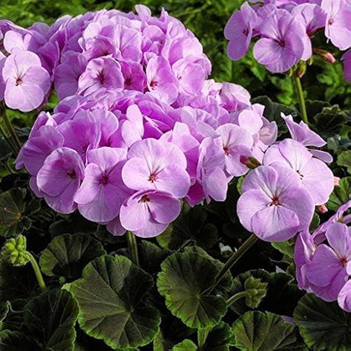Light Violet Geranium Flower Seeds for Planting Heirloom, Non-GMO, High Germination, Perfect for Borders