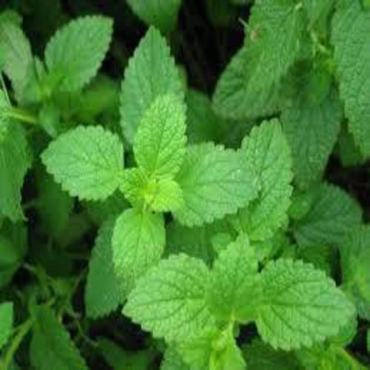 Mint Herb Seeds  Heirloom, Non-GMO Naturally Fresh Seeds for Garden Planting