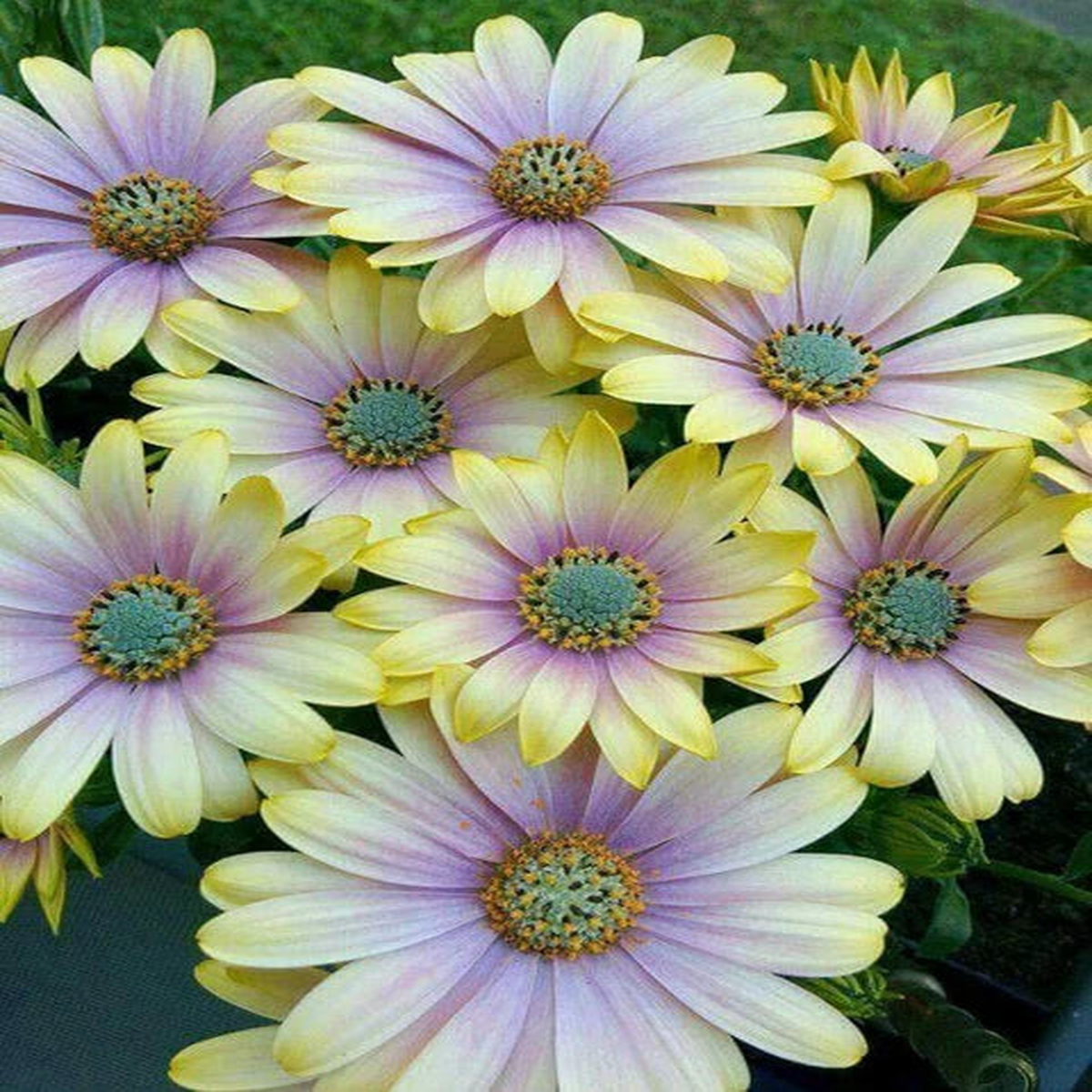 Osteospermum Flower Seeds for Planting Multi-Color, Garden Favorite, Heirloom, Non-GMO