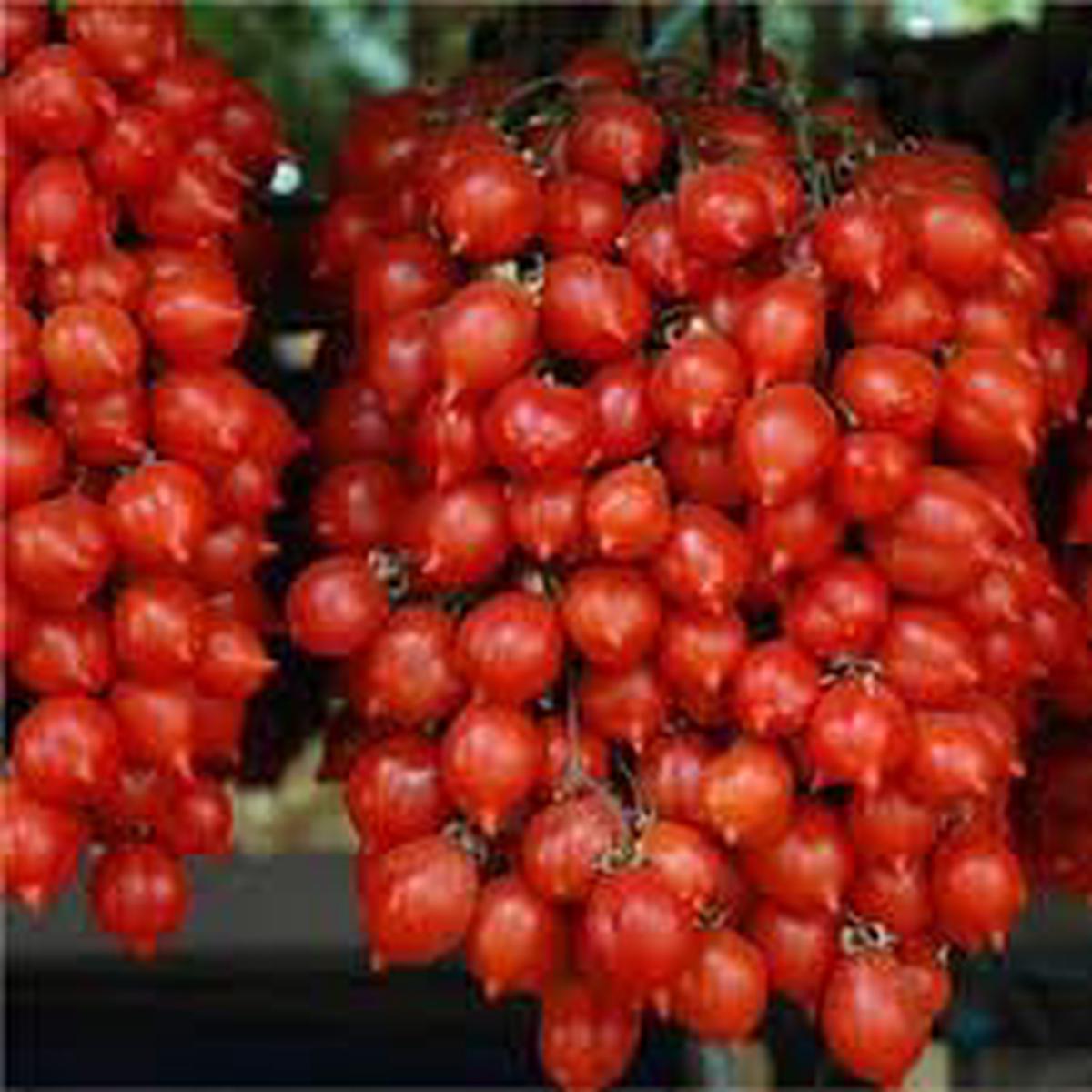Piennolo Tomato Seeds for Planting Heirloom & Non-GMO Italian Gourmet Variety