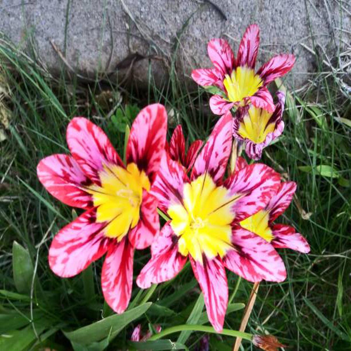 Pink Yellow Sparaxis Flower Seeds for Planting Heirloom, Non-GMO, Fragrant Blossoms, High Germination