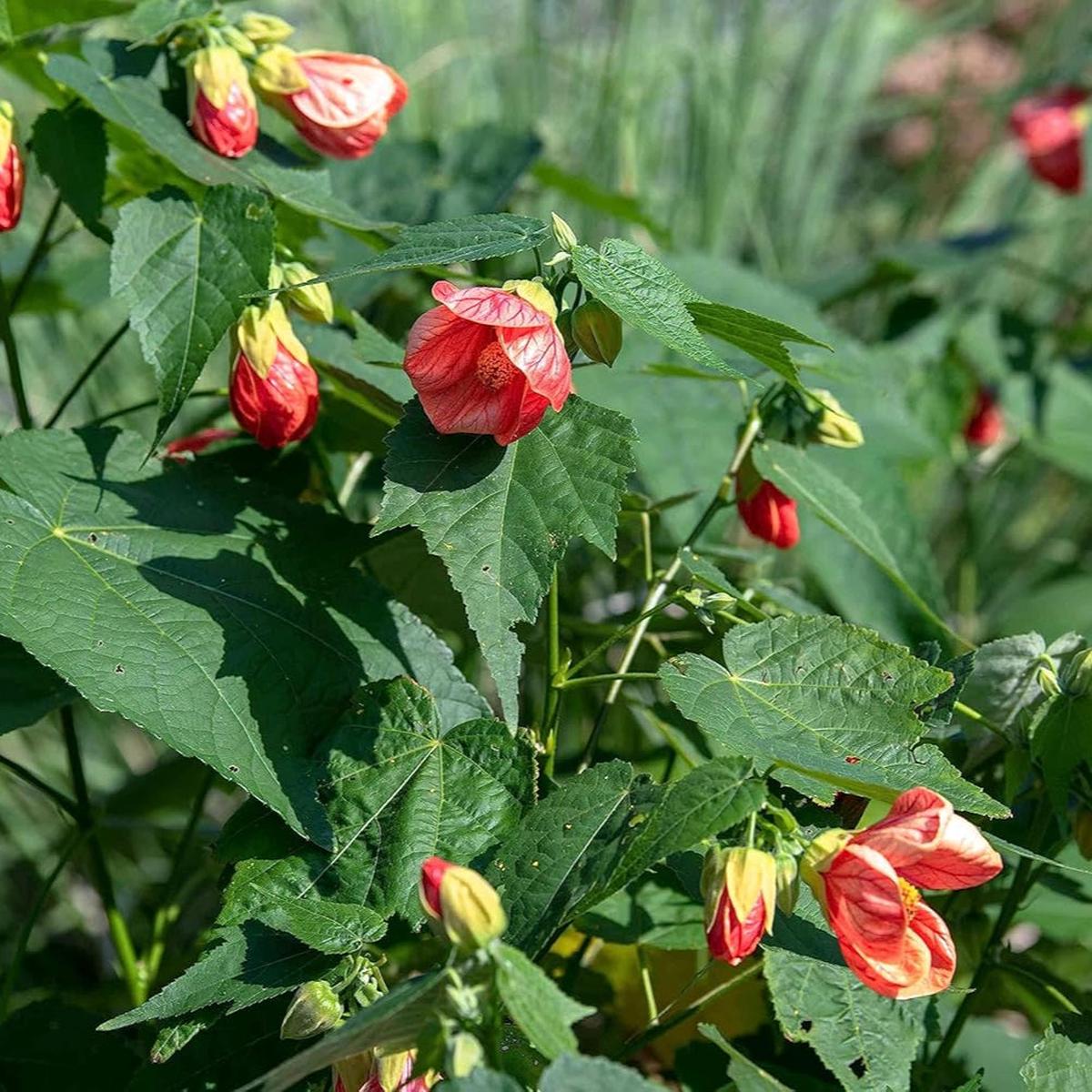 Red Abutilon Striatum Flower Seeds for Planting Heirloom, Non-GMO, High Germination Organic Garden Seeds