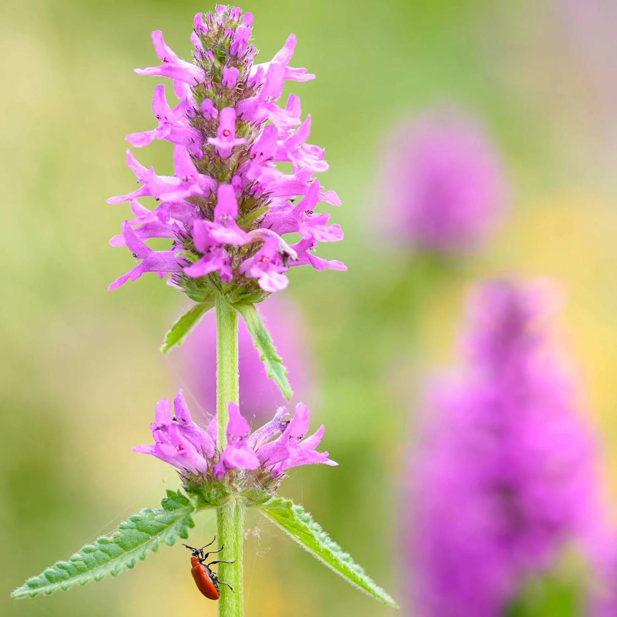 Stachys Flower Seeds for Planting Heirloom, Non-GMO, High Germination, Organic Garden Seeds