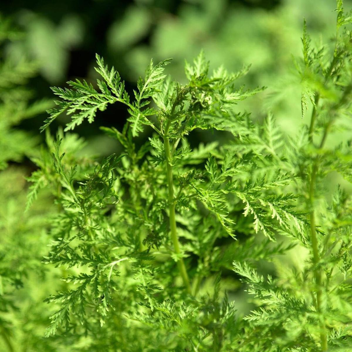 Sweet Annie Herb Seeds  Heirloom, Non-GMO Culinary Must-Have Seeds for Garden Planting