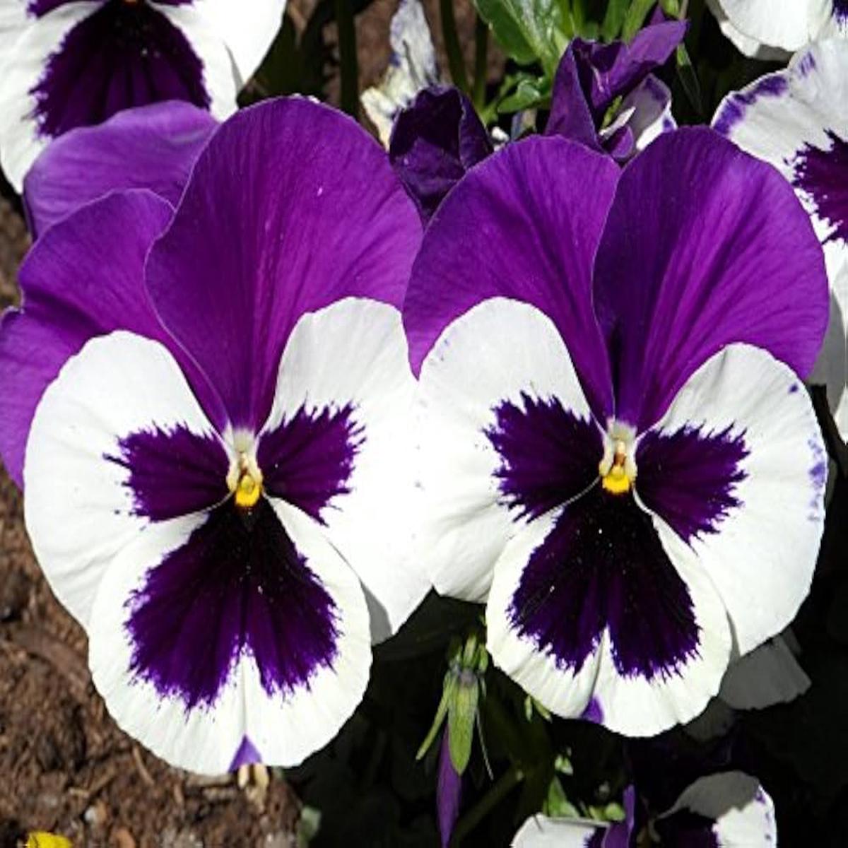 Two-Color Dahlia Flower Seeds for Planting Violet, Garden Favorite, Heirloom & Non-GMO Home Garden Seeds