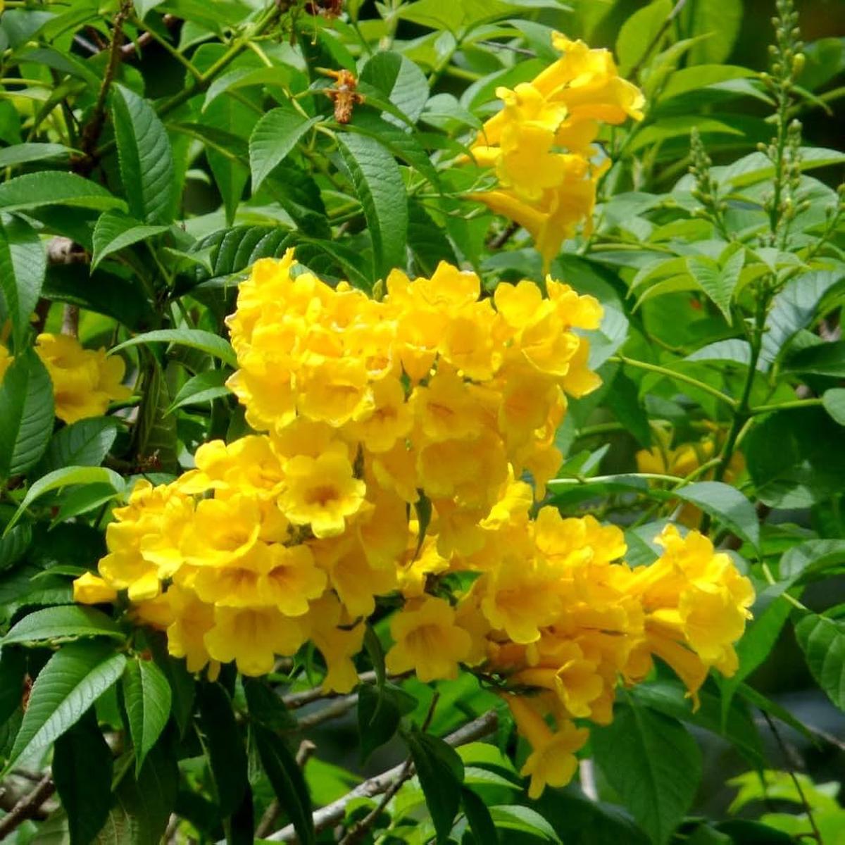 Yellow Alcea Ficifolia Flower Seeds for Planting Vibrant, Hardy, Fast-Growing Blooms