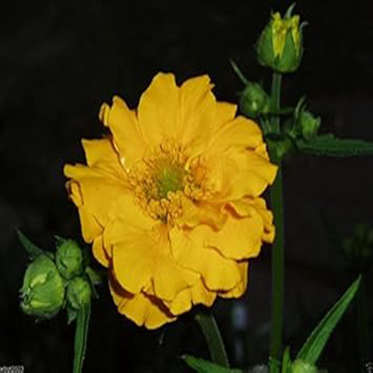 Yellow Stratheden Flower Seeds for Planting Heirloom & Non-GMO Garden Seeds