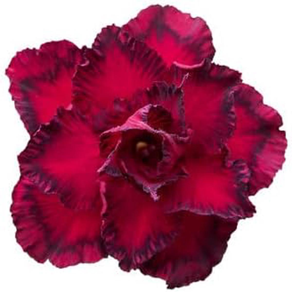 Adenium Flower seeds for Planting  Fragrant Blossoms, Heirloom & GMO Free Seeds for Home Garden, High Germination