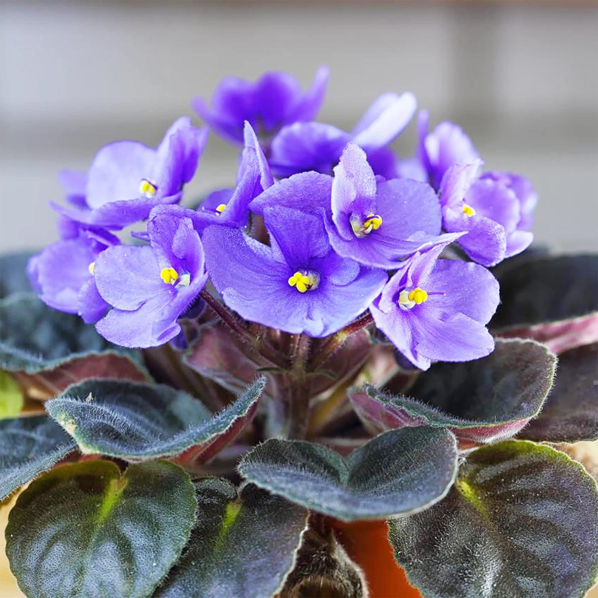 African Violet Delosperma Flower Seeds for Planting Drought-Tolerant Ice Plant Blooms