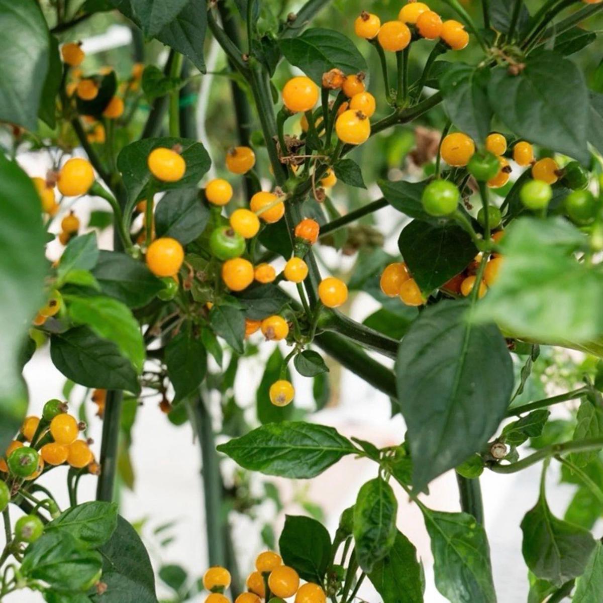 Aji Dulce Yellow Round Pepper Seeds Heirloom Non-GMO Mild Sweet Chili Seeds for Planting