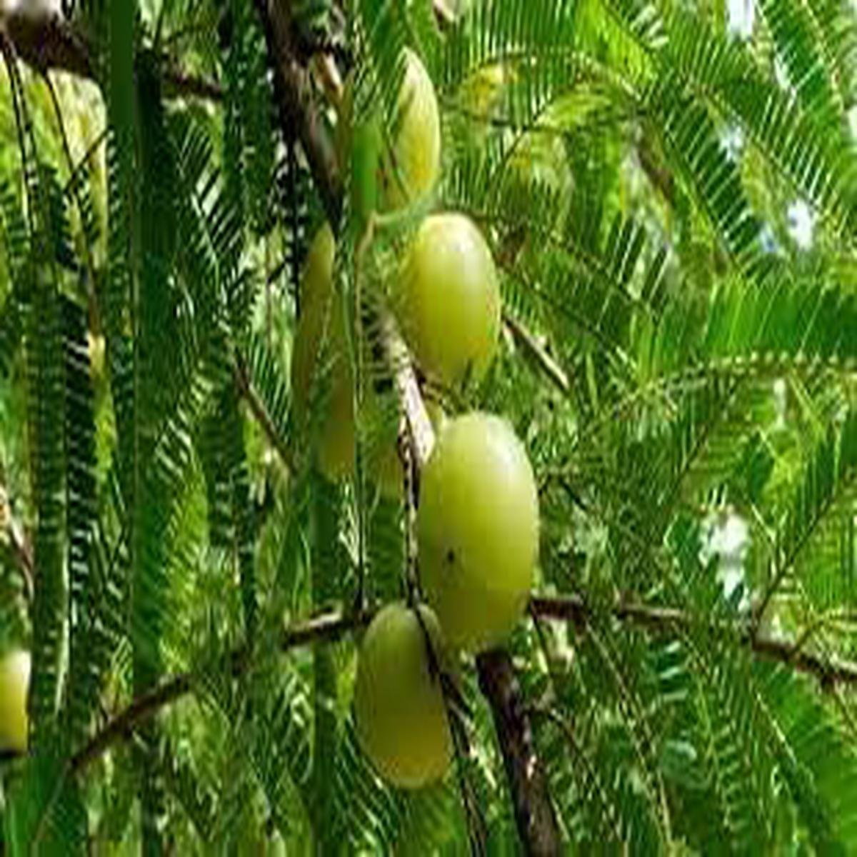 Amla fruit seeds for planting Heirloom & Non-GMO seeds for Ayurvedic superfruit gardens